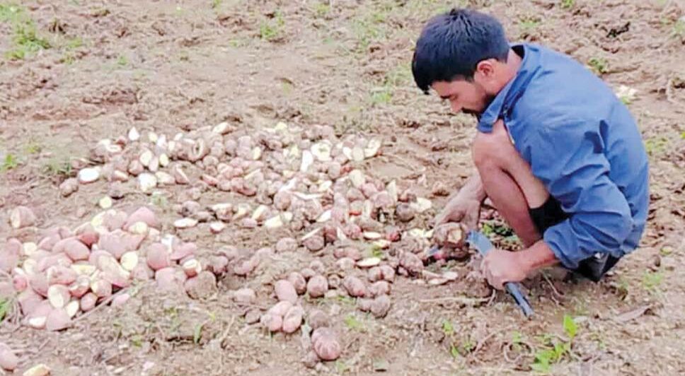 बैतडीमा किसानले उत्पादन गरेका आलु बजार नपाउँदा कुहिन थाले 