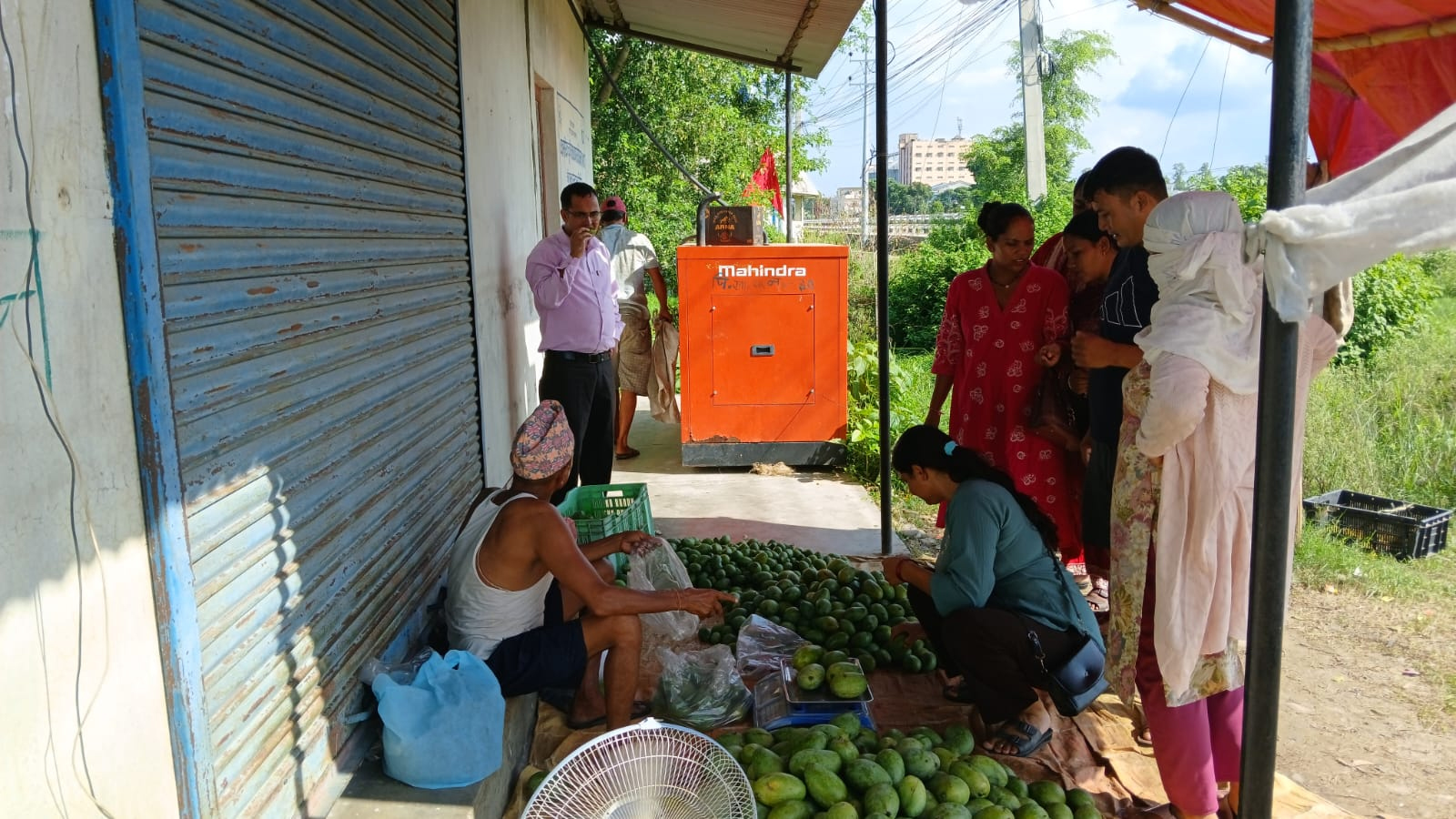 स्थानीय आँप प्रति ग्राहकको आकर्षण, काँचै बिक्री हुँदै 