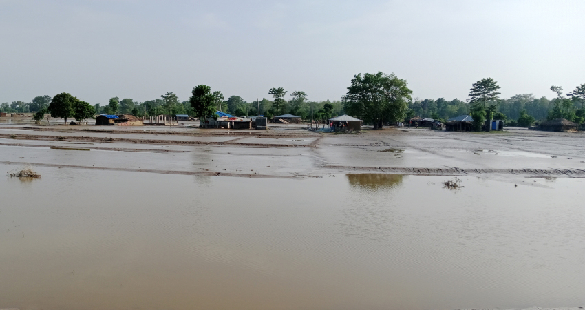 कैलाली, कञ्चनपुरका नदीमा आकस्मिक बाढीको खतरा