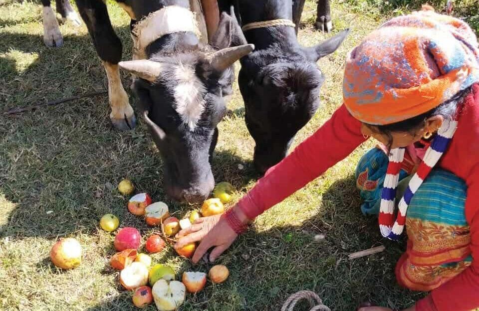 बजार नपाउँदा गाईगोरुको आहार बन्दै खप्तड छेडेदहको स्याउ