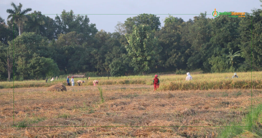 मौसमबारे पूर्वसूचना पाउँदा किसानलाई अन्नबाली भित्र्याउन सहज