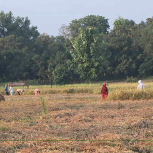 मौसमबारे पूर्वसूचना पाउँदा किसानलाई अन्नबाली भित्र्याउन सहज
