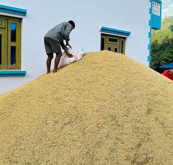 खाद्यले कैलालीमा किन्यो १२ हजार क्विन्टल बढी धान