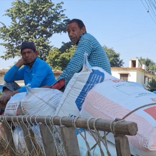 धान खरिद रोकिएपछि कैलालीका किसान मारमा