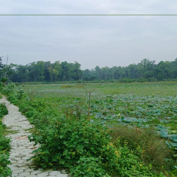 लथालिङ्ग बन्यो धनगढीको जखौर ताल