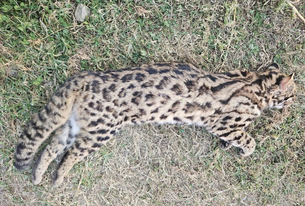 डडेल्धुरामा दुर्लभ चरी बाघ मृत फेला