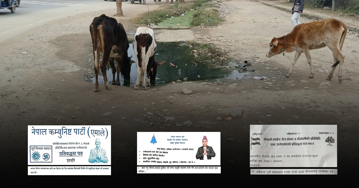 छाडा चौपाया : फेरी बन्दै चुनावी एजेन्डा