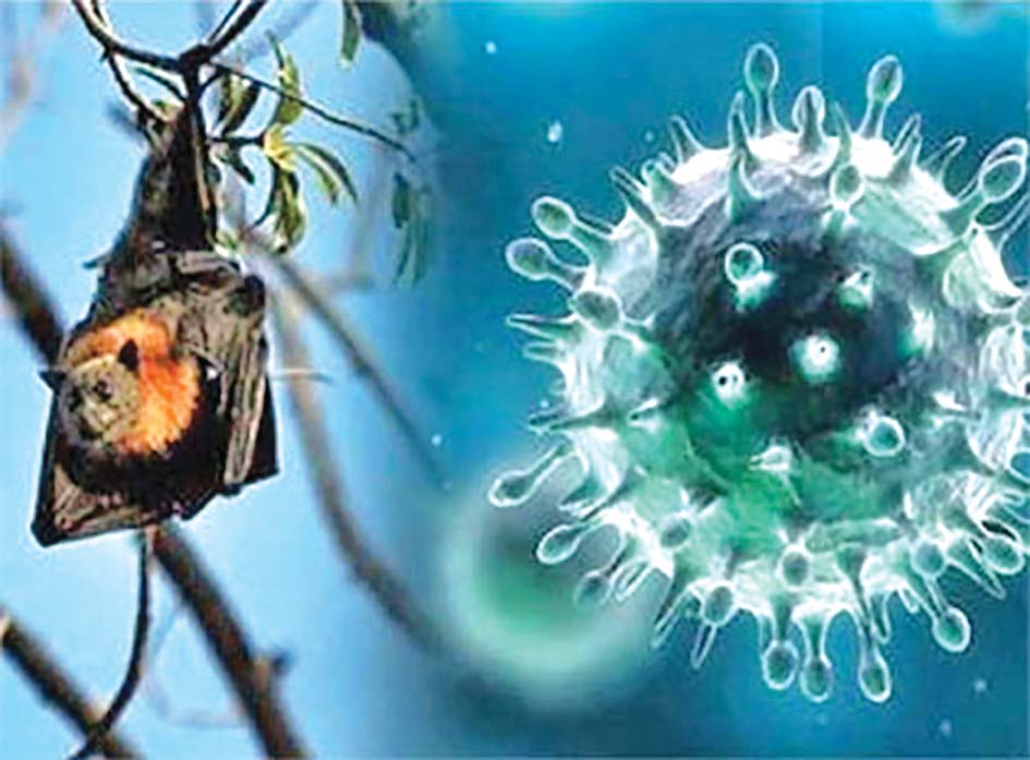 निपाह भाइरस फैलिन नदिन पश्चिमी नाकामा निगरानी बढाइयो