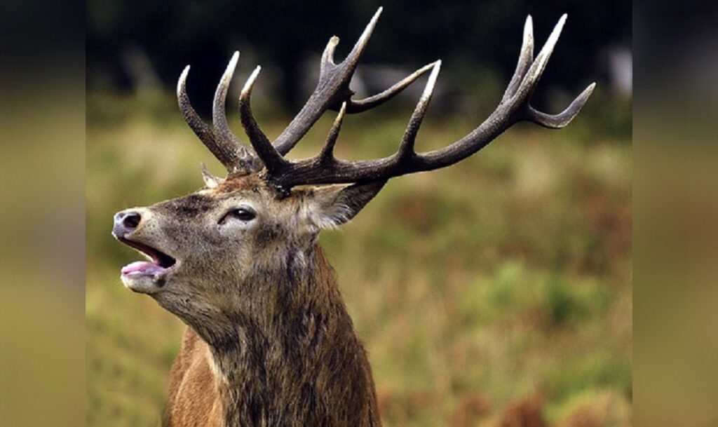 शुक्लाफाँटा राष्ट्रिय निकुञ्जमा बाह्रसिङ्गा गणना सुरु