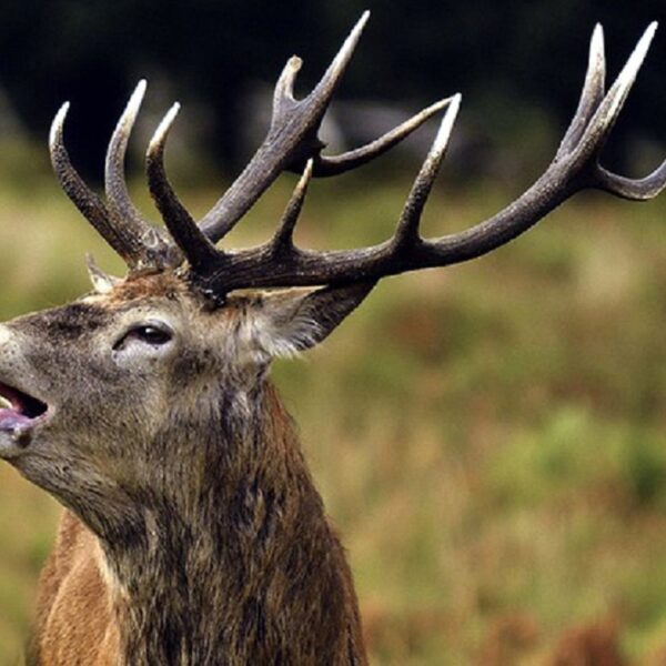 शुक्लाफाँटा राष्ट्रिय निकुञ्जमा बाह्रसिङ्गा गणना सुरु