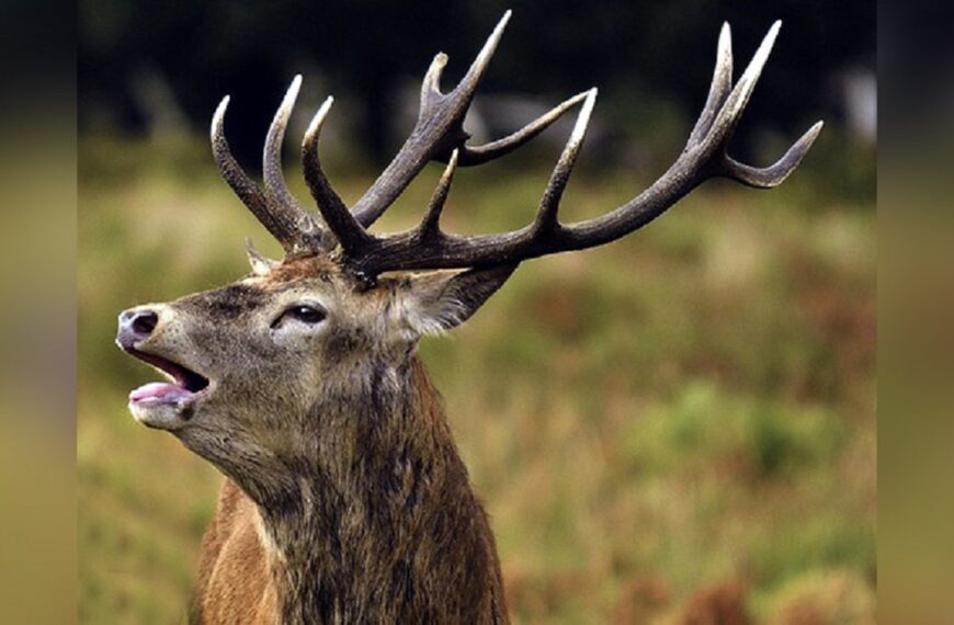 शुक्लाफाँटा राष्ट्रिय निकुञ्जमा बाह्रसिङ्गा गणना सुरु