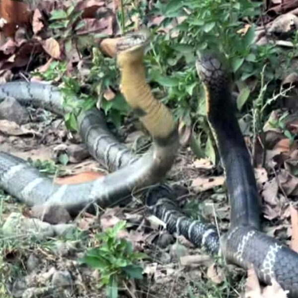 कैलालीको वसन्ता कोरिडोरमा भेटियो दुर्लभ किङ कोब्रा