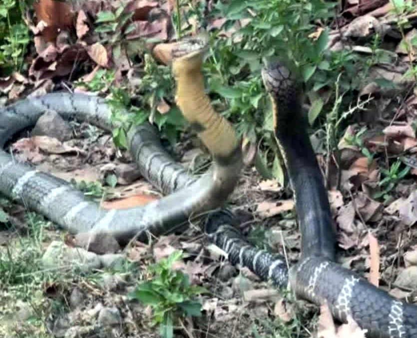 कैलालीको वसन्ता कोरिडोरमा भेटियो दुर्लभ किङ कोब्रा