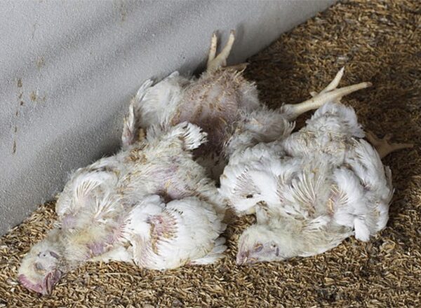 कैलालीमा मरेको कुखुराको मासु खाँदा २ बालकको मृत्यु, २ बिरामी