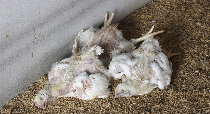 कैलालीमा मरेको कुखुराको मासु खाँदा २ बालकको&hellip;