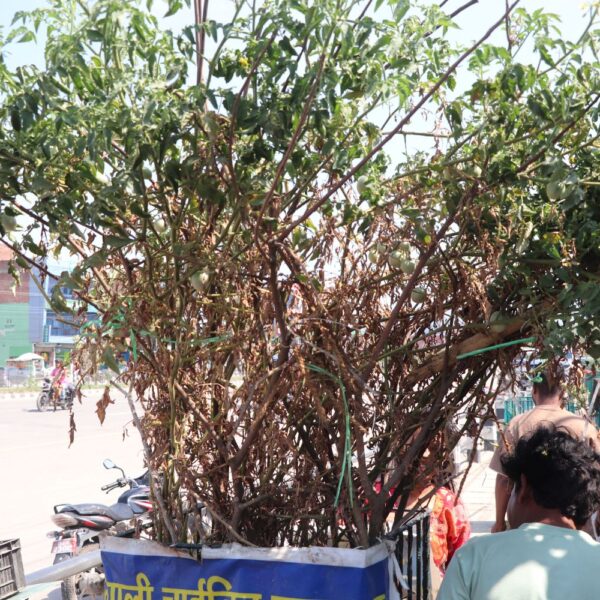 धनगढी रोडमा राखिएका ट्रि–गार्डमा तरकारी फलाएको भेटिएपछि……