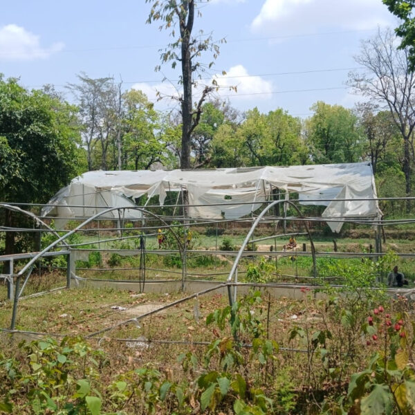 अत्तरियामा जडीबुटी नर्सरी जीर्ण (फोटोफिचर)