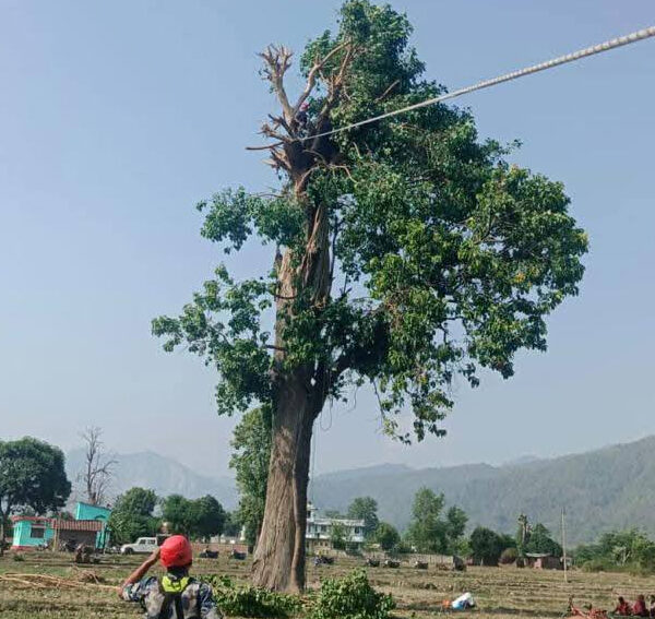 ओलानीमा रूखमा अड्किएका व्यक्तिको उद्धार