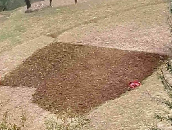 असिनाले सखाप पारेपछि दोस्रोपटक मकै छर्दै बैतडीका किसान