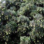 अछाममा आँप टिप्ने क्रममा रुखबाट लडेर मृत्यु