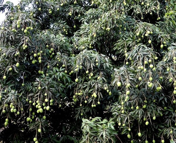 अछाममा आँप टिप्ने क्रममा रुखबाट लडेर मृत्यु