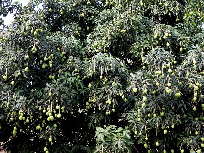 अछाममा आँप टिप्ने क्रममा रुखबाट लडेर मृत्यु