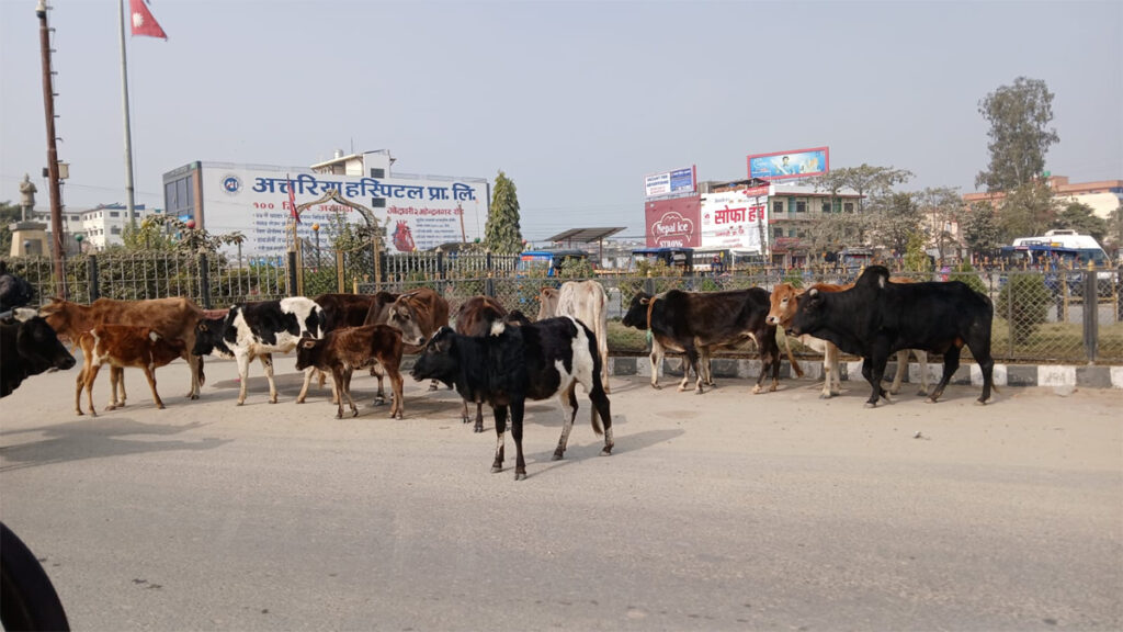 गोदावरीमा छाडा चौपायाको व्यवस्थापन गर्न भालेपशुको बन्ध्याकरण…
