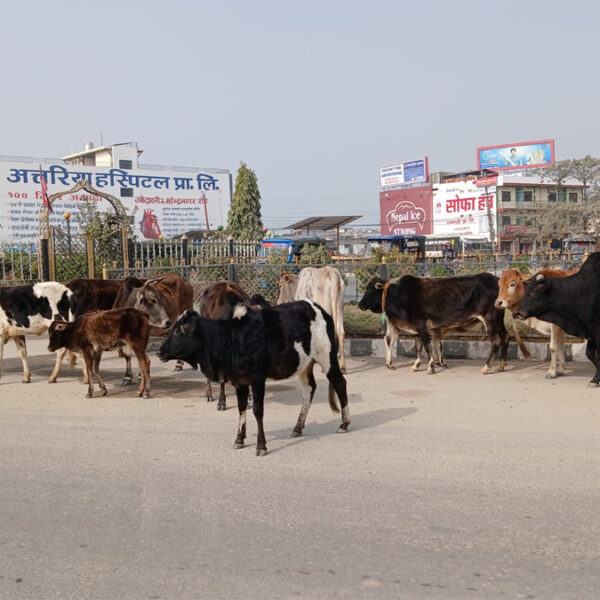 गोदावरीमा छाडा चौपायाको व्यवस्थापन गर्न भालेपशुको बन्ध्याकरण गरिने