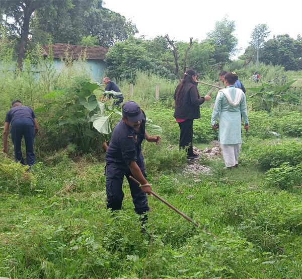गाँजा फडानी अभियानमा कञ्चनपुर प्रहरी सक्रिय