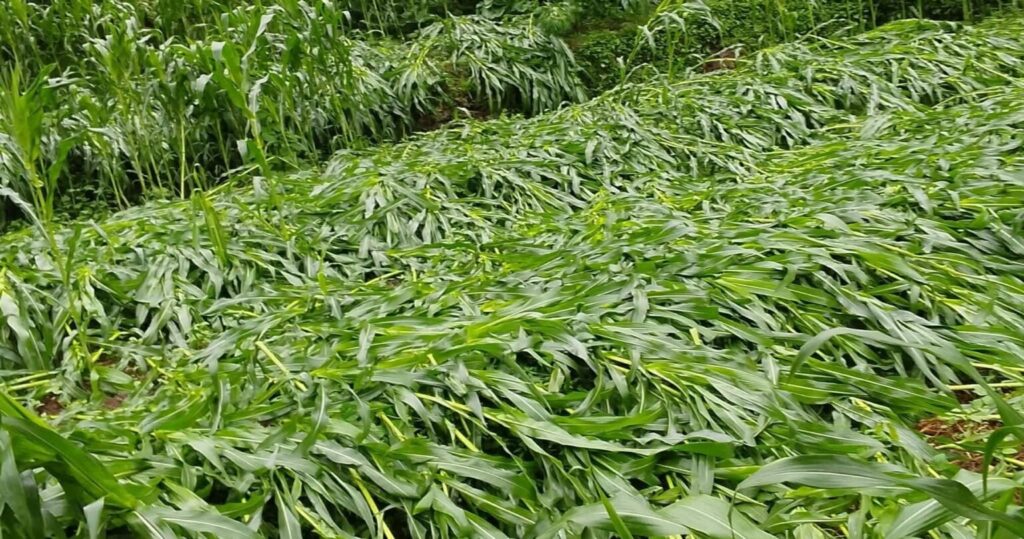बैतडीमा बर्षा र हावाहुरीले मकैबालीमा क्षति
