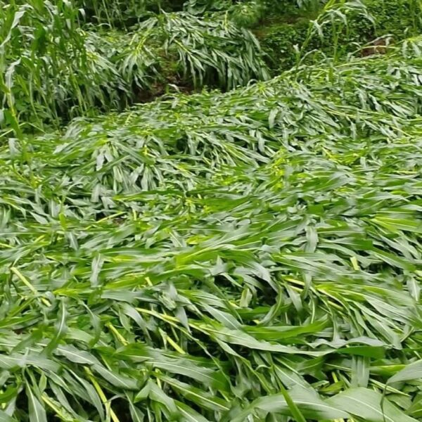 बैतडीमा बर्षा र हावाहुरीले मकैबालीमा क्षति