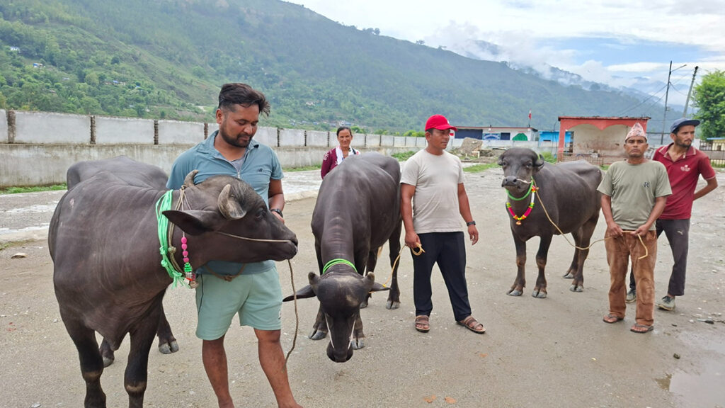 अछामका कृषकलाई मुर्रा राँगा वितरण