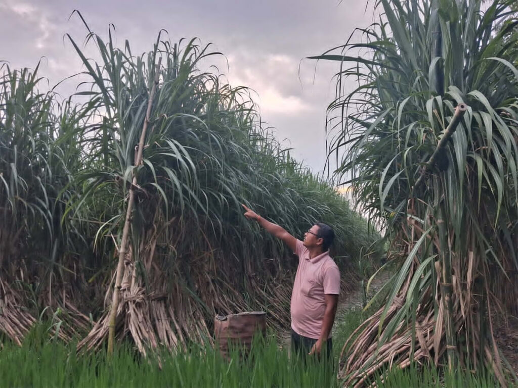 २५ फिटसम्म लामो उखु फलाउँदै कर्मु राना