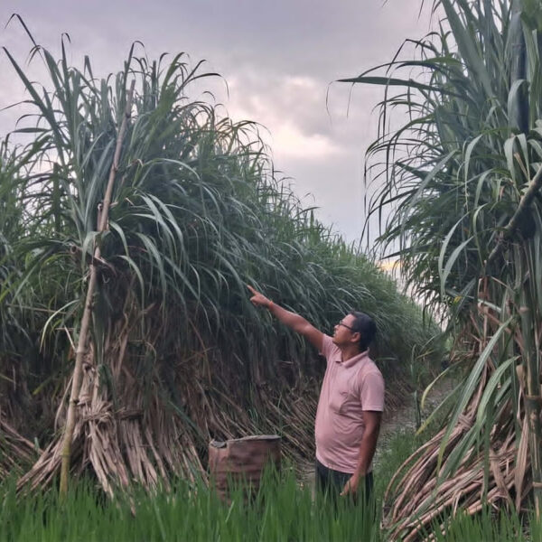 २५ फिटसम्म लामो उखु फलाउँदै कर्मु राना