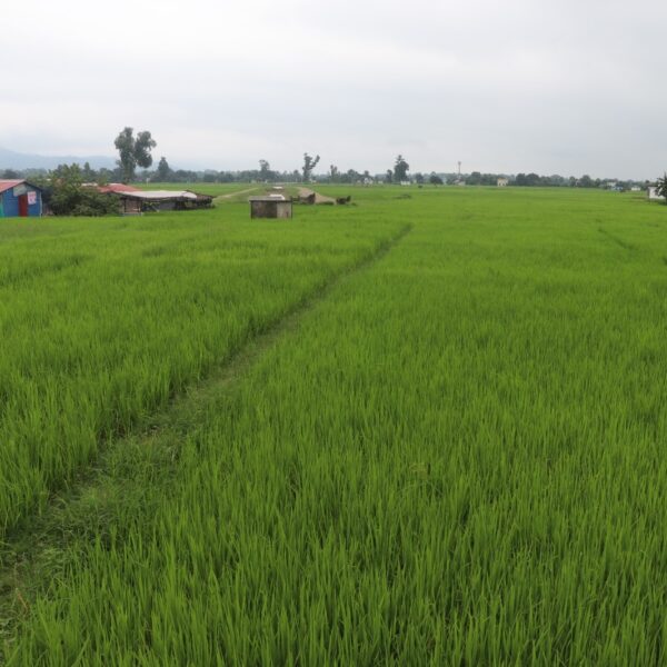 महाकाली सिँचाइको गोदावरी क्षेत्रमा मुआब्जा विवाद, काम रोकियो
