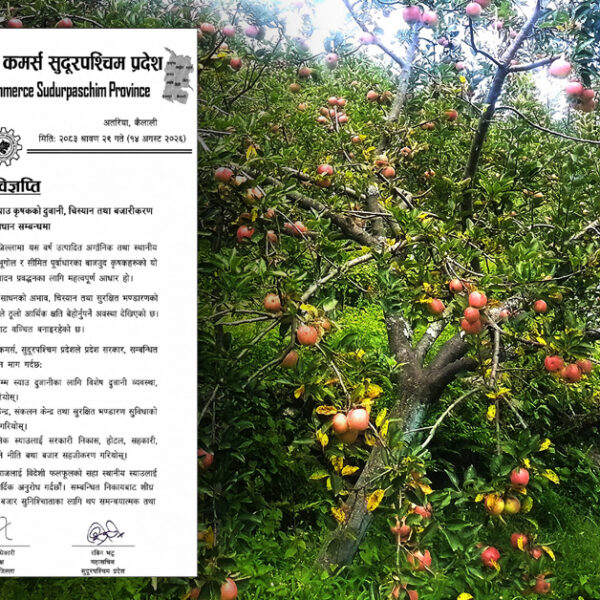 बाजुरा, बझाङ र दार्चुलाको स्याउ ढुवानी र बजारीकरण सहज बनाउन चेम्बरको माग