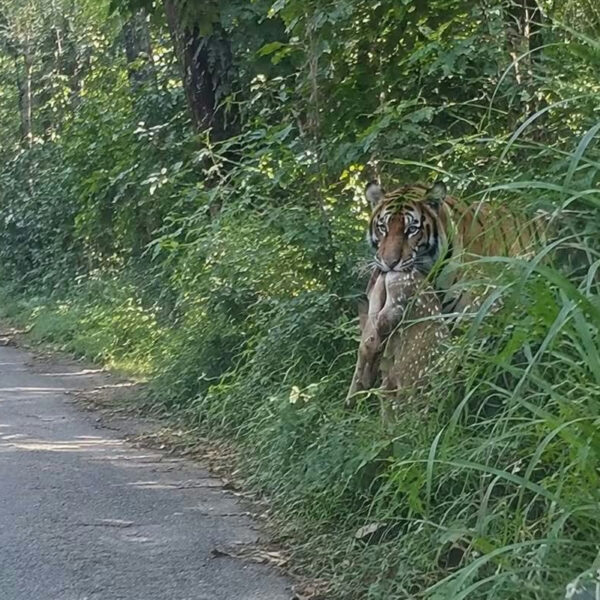 बेलडाँडी–दैजी सडक किनाराको झाडी नहटाइँदा बाघ सँग हुन्छ जम्काभेट