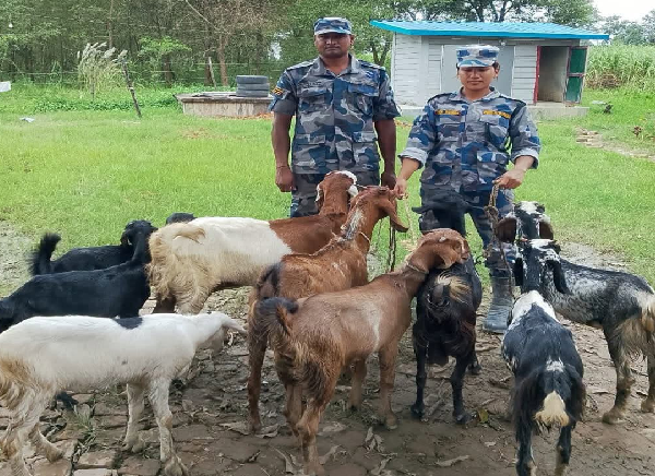 बेलौरीमा सशस्त्र प्रहरीले समात्यो अवैध ९ बाख्रा