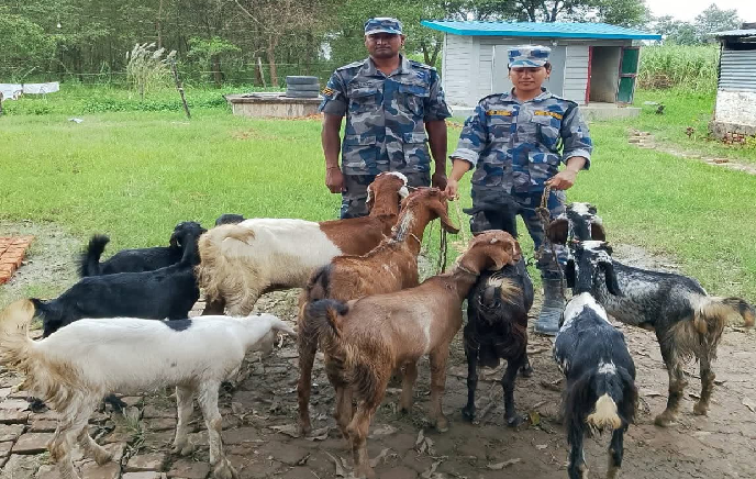 बेलौरीमा सशस्त्र प्रहरीले समात्यो अवैध ९ बाख्रा