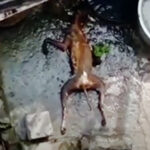 अत्तरियामा कुकुर काटेको आरोपमा एक जना पक्राउ