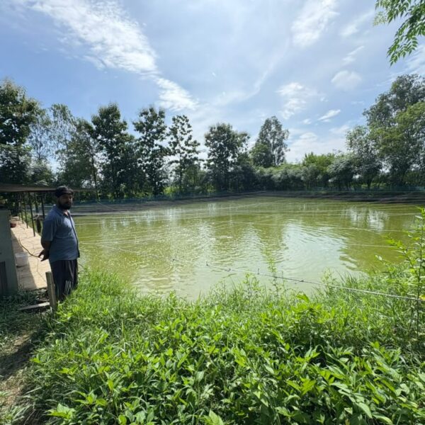 एघार वर्षदेखि माछा पालन गर्दै कैलारीका हेमन्त, वार्षिक १५ लाख बचत