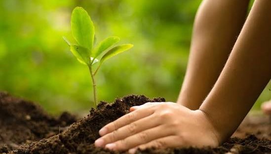 कृष्णपुरमा नदी कटान रोक्न तटीय क्षेत्रमा वृक्षारोपण