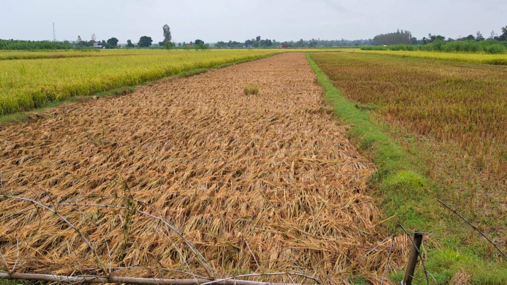 धनगढी क्षेत्रमा ६ घण्टामा ६४ मिलिमिटर वर्षा,&hellip;