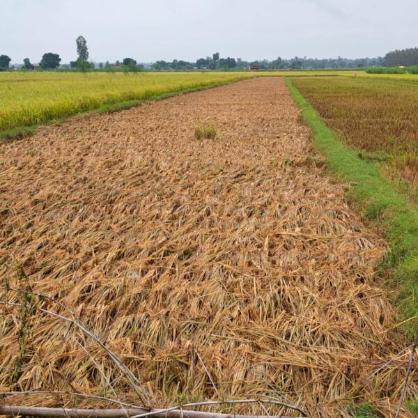 धनगढी क्षेत्रमा ६ घण्टामा ६४ मिलिमिटर वर्षा, धान बालीमा क्षति